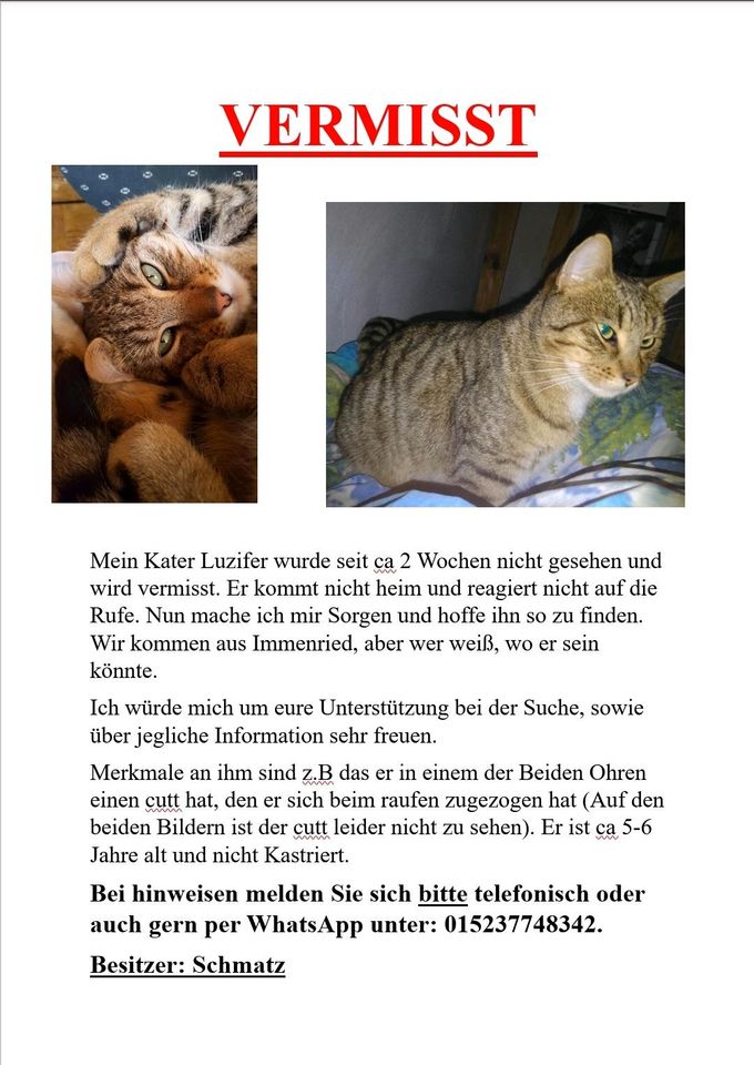 ❗Kater Luzifer Vermisst❗ in Kißlegg