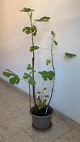 Feigen Baum Essen - Altenessen Vorschau