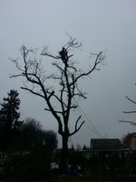Baumfällung - Obstbaumschnitt - Gehölzpflege - Gartenpflege Berlin - Treptow Vorschau