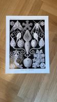 Ernst Haeckel Kunstdruck Amphoridea Poster Bild Kunst Druck Hamburg-Nord - Hamburg Winterhude Vorschau