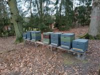 Bienenvölker Niedersachsen - Walsrode Vorschau