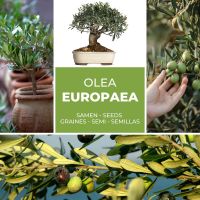 Olivenbaum - Olive - Ölbaum 10 Samen / Pack (Olea europaea) Brandenburg - Wandlitz Vorschau