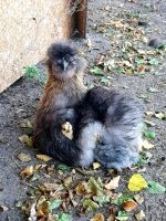 Eier Bruteier Seidenhuhn Seidenhühner Brandenburg - Stahnsdorf Vorschau