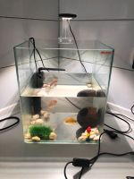 Aquarium Antra Technik mit 2 Gold Fischen Nordrhein-Westfalen - Düren Vorschau