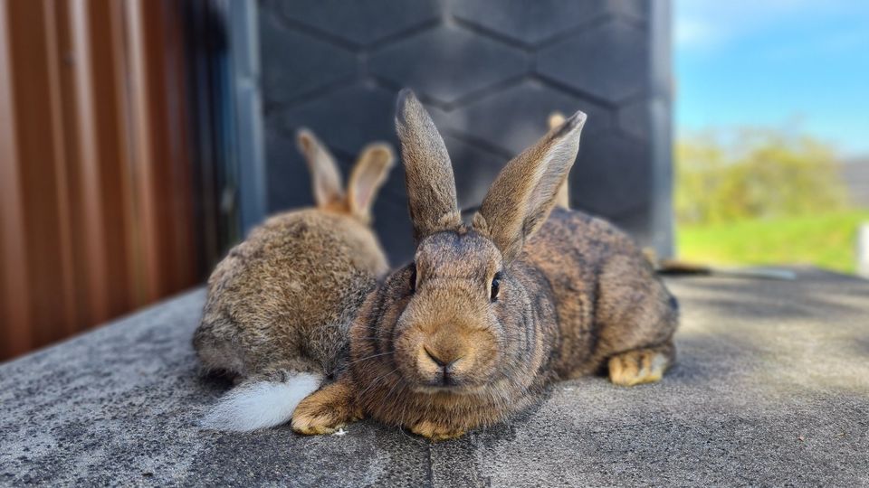 Kaninchen Häsinnen/Rammler, knappes halbes Jahr alt in Dorfchemnitz