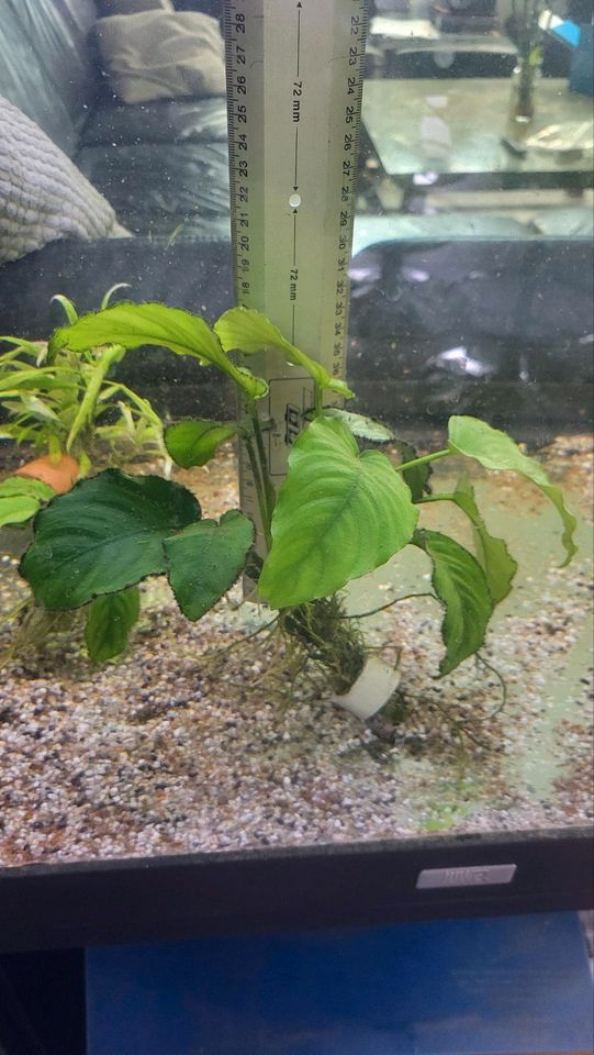 Aquarienpflanzen Anubias, Cabomba, Amazonas, Echinodorus in Landau in der Pfalz