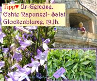♥ Ur-Gemüse,Echte Rapunzel Salat Bienenweide,Samen,Garten Tulpens Eimsbüttel - Hamburg Schnelsen Vorschau