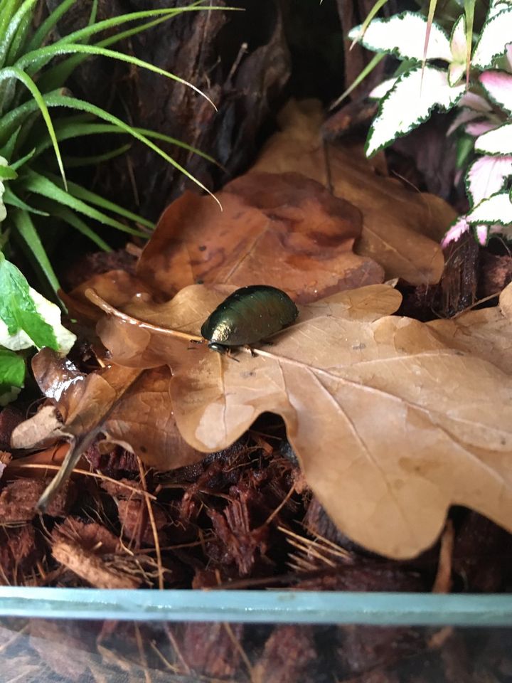 Pseudoglomeris magnifica Smaragdschaben in Cottbus