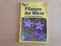 Pflanzen der Wiese - Nach Blütenfarben bestimmen Dresden - Gorbitz-Süd Vorschau