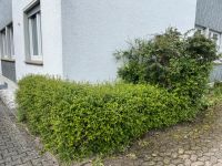 Heckenpflanze &  Busch zu verschenken Nordrhein-Westfalen - Schlangen Vorschau