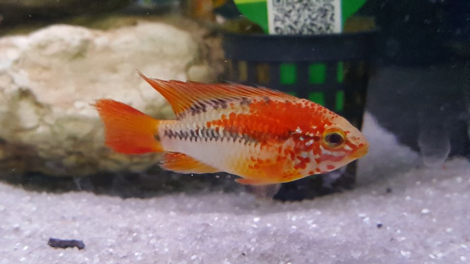 Apistogramma Macmasteri  "DNZ 4-5cm"  Top  Stk. 9,-€ in Völklingen