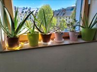 Zimmerpflanzen mit übertopf 13 Stück (Aloe Vera, Bogenhanf,.....) München - Sendling-Westpark Vorschau