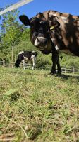 Pflegebeteiligung Bayern - Kirchehrenbach Vorschau