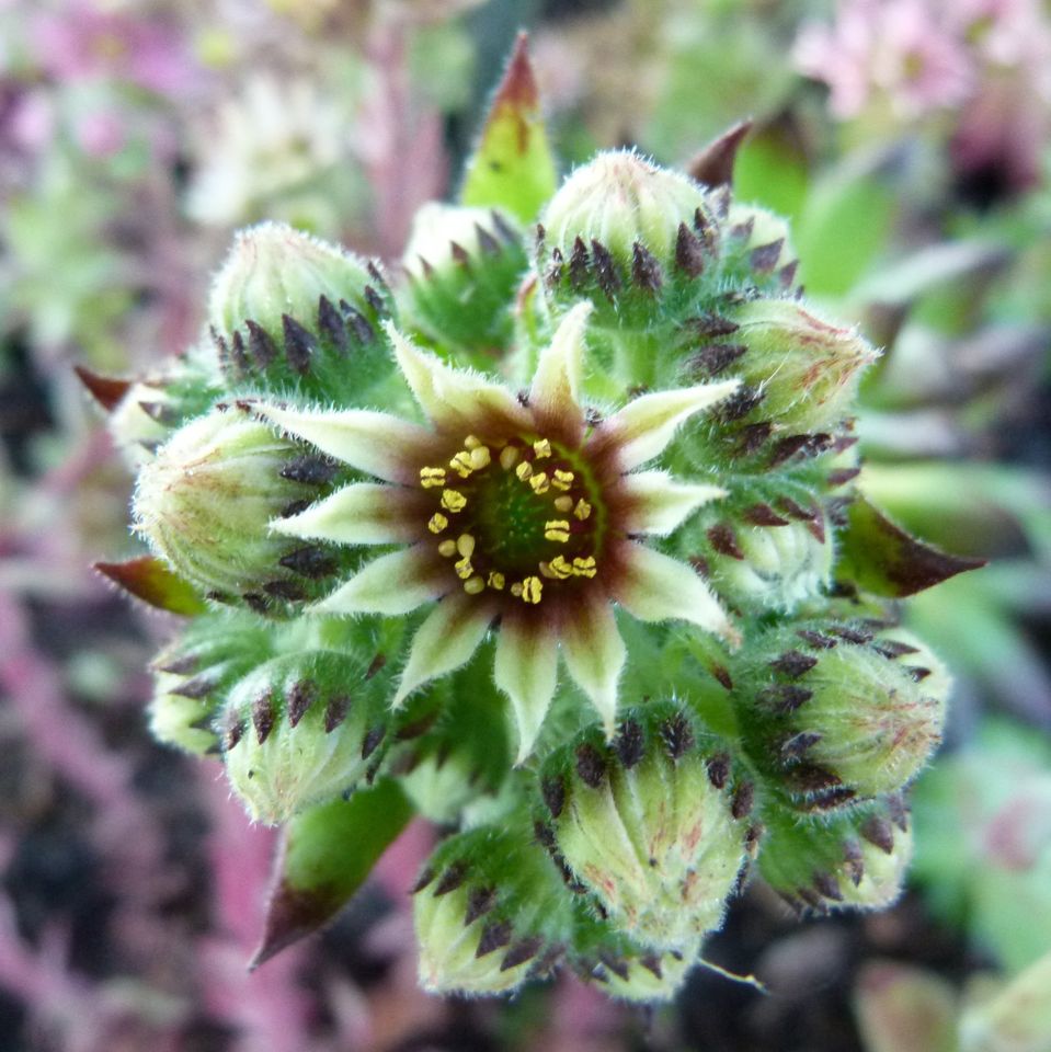 Sempervivum Hauswurz: ÜPaket zB 100 Ableger, tolle Farben+ Sorten in Bad Essen