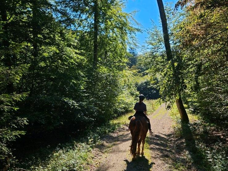 Nur noch 1.Platzerl  Frei! Reitbeteiligung, Pferd sucht Reiter in Kipfenberg