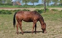 Appaloosa Stute Nordrhein-Westfalen - Goch Vorschau