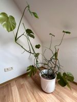 große Monstera Indoor Pflanze in Hydrokultur und Blumentopf Schwerin - Altstadt Vorschau