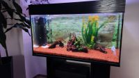 200 Liter Aquarium mit diversen Fischen! Nürnberg (Mittelfr) - Aussenstadt-Sued Vorschau