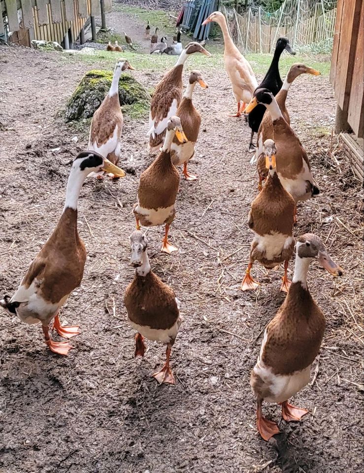 Bruteier Indische Laufenten, Enten, Bruteier in Olsberg