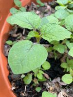 Ananasbeere / Physalis Sachsen-Anhalt - Seeburg Vorschau