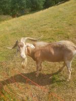 Ziegen bock ziegenbock Burenbock Rheinland-Pfalz - Asbach Vorschau