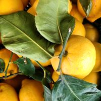 Zitronen Unbehandelt aus Sizilien 10 Kg Baden-Württemberg - Freiburg im Breisgau Vorschau