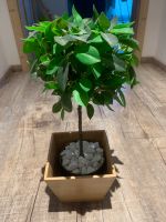 Kunstpflanze Ficus mit Bambus Übertopf 12cm Bayern - Tacherting Vorschau