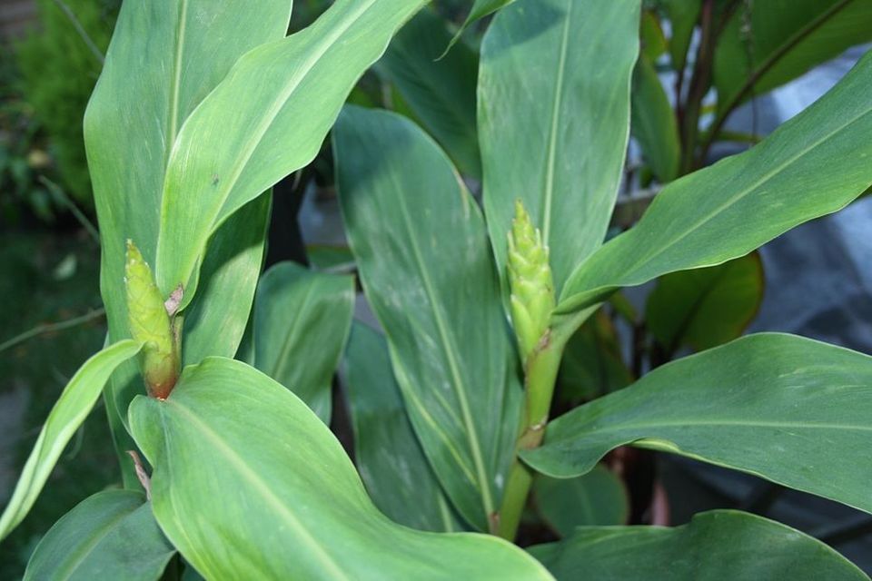 SCHMETTERLINGS-INGWER Abelger Topfpflanzen Bewurzelt Gelb in Neuss