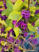 Liebesperlenstrauch ca. 100 cm Schönfrucht Callicarpa Nordrhein-Westfalen - Soest Vorschau