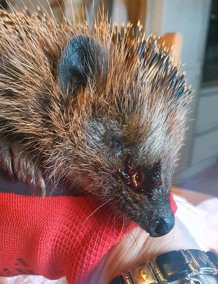 Igel gefunden Igelhilfe Tierhilfe Igelpflege Pflegestelle in Voerde (Niederrhein)