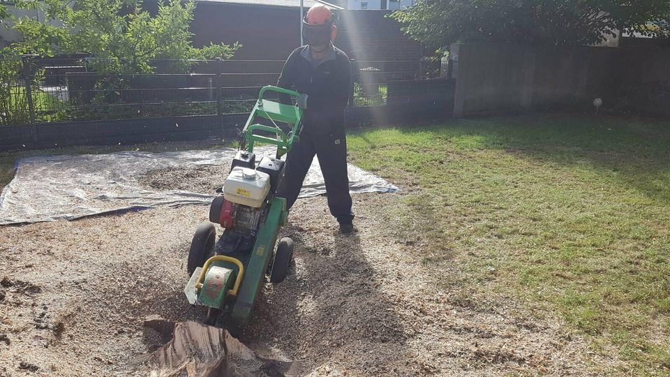 Bäume Fällungen, Baumfällung,  Wurzel fräsen, Hecke schneiden. in Essen