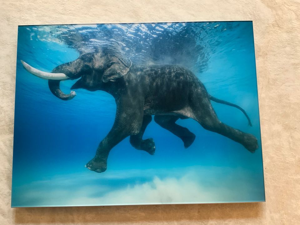 Lumas Rajan IV Elefant schwimmen Wasser Ozean Andamanen Indien in Stade