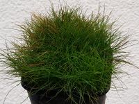 Nadelsimse Eleocharis acicularis winterharte Teichpflanzen 2,75€ Bayern - Schwarzenfeld Vorschau