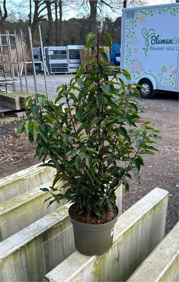 Portugiesischer Kirschlorbeer, Prunus lusitanica, Sichtschutz in Schloß Holte-Stukenbrock