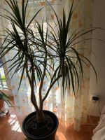 Palme Pflanze Nordrhein-Westfalen - Oer-Erkenschwick Vorschau
