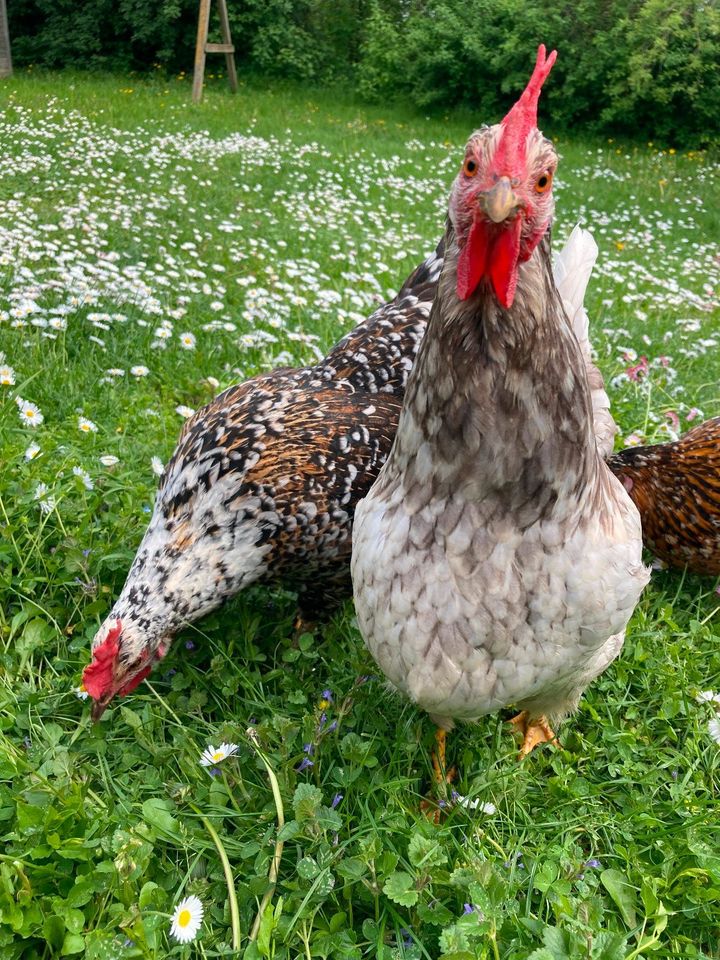 10 Bruteier von Schwedischen Blumenhühnern in Haßloch