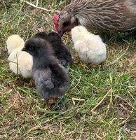 Glucke+Küken, Hühner Naturerlebnis im eigenem Garten Henne Kücken Nordrhein-Westfalen - Dülmen Vorschau