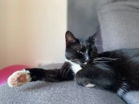 Katze entlaufen Nordrhein-Westfalen - Bad Driburg Vorschau