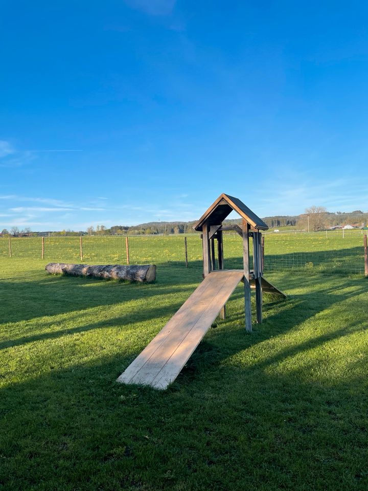 Hundewiese / Freilauf / Hundeplatz / Parcours / Spielwiese Hunde in Ingenried