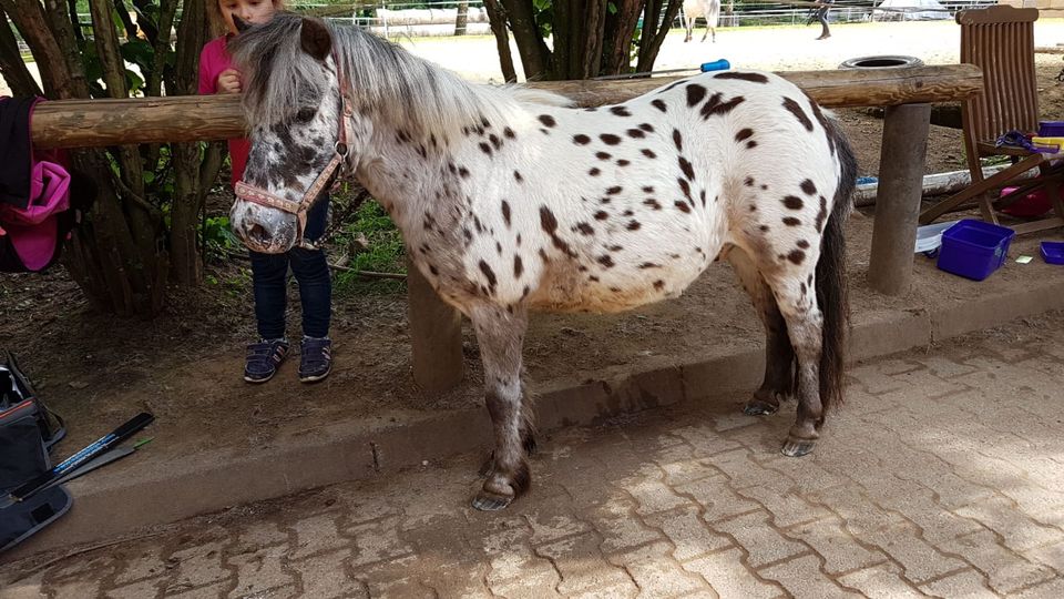 Shetty sucht Mama mit  Kind , Reitbeteiligung in Niedernhausen