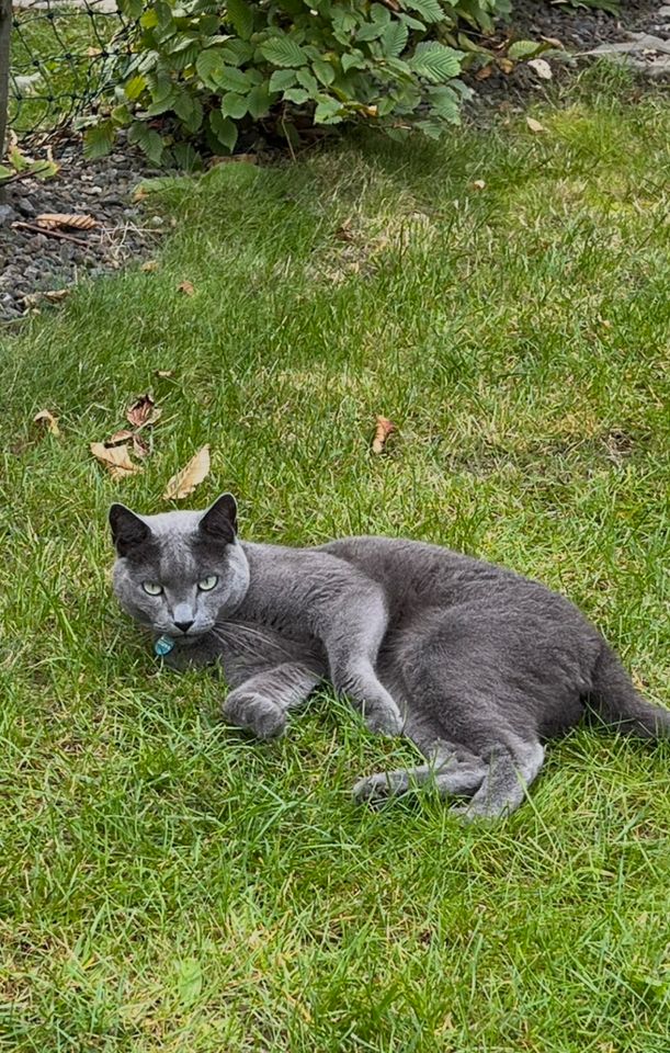 Vermisst- Finderlohn-Russisch Blau Kater in Leipzig