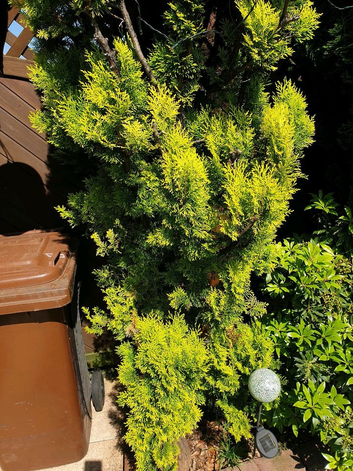 Tanne/ Thuja zu verschenken in Merzenich