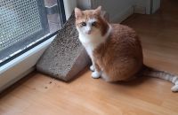 Süßes Katzenpaar umständehalber abzugeben Düsseldorf - Eller Vorschau