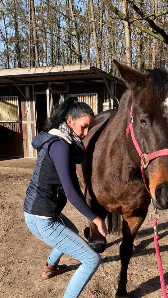 Osteopathie für Pferde in Trebbin