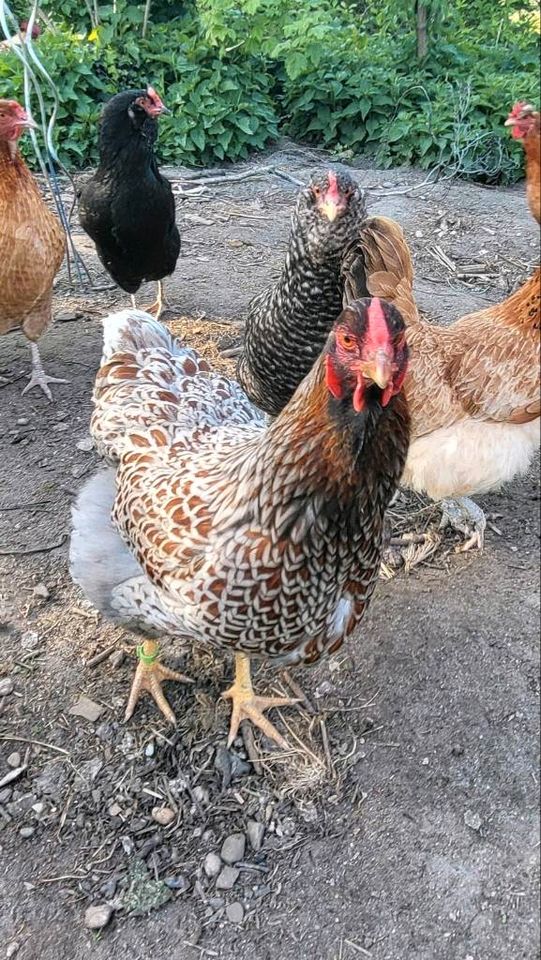 Bruteier bunt gemischte Hühner. Maran, Grünleger alles dabei! in Salzwedel