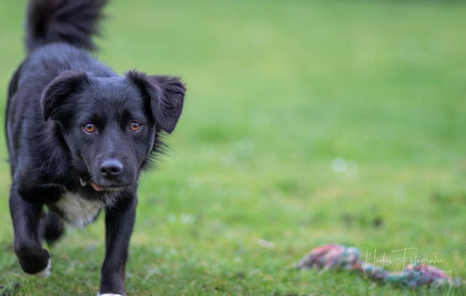 Sanfte MABEL ❤️ aus dem Tierschutz sucht ihre Familie in Erftstadt