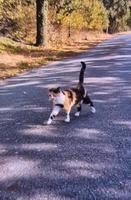 Katze vermisst Sachsen-Anhalt - Kalbe (Milde) Vorschau