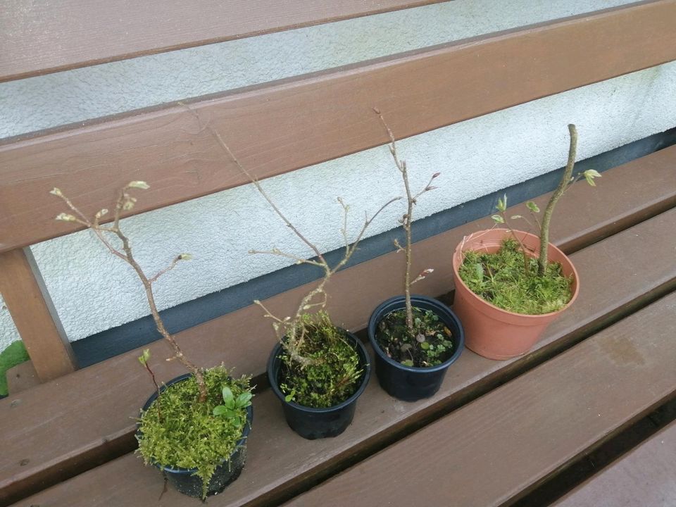 1 bis 4 Haselnuss Baum, Hasel, Corylus avellana, 2 Euro pro Baum in Wuppertal