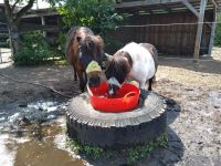 Ponypatenschaft für Kinder ab 6 Jahren Mecklenburg-Vorpommern - Lewitzrand Vorschau