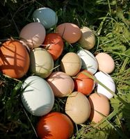 (B) Eier meiner bunten Hühnertruppe Nordrhein-Westfalen - Coesfeld Vorschau